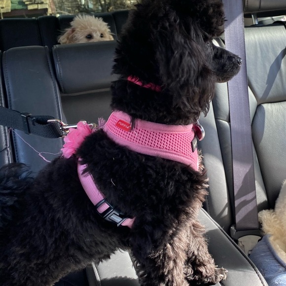 foofoopoodle2